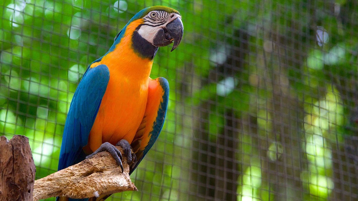 Park das Aves