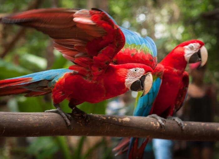 Parque de las Aves Iguazu