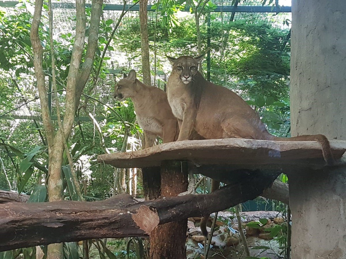 Guira-oga
