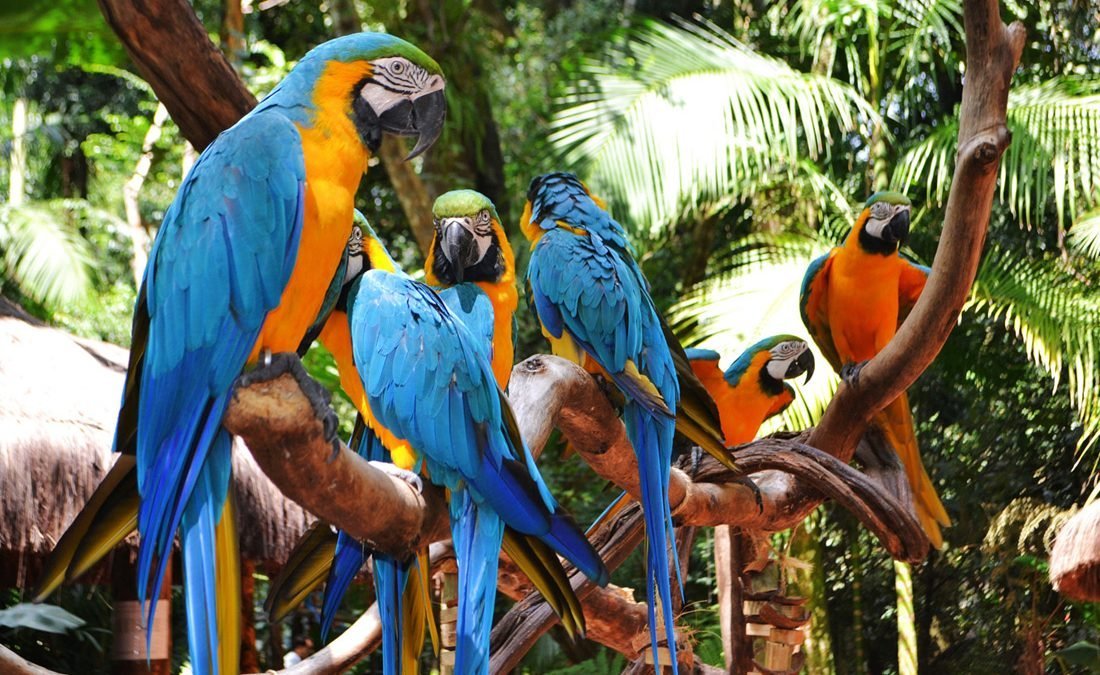 Parque de las Aves Iguazu